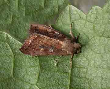 Agrotis bigramma